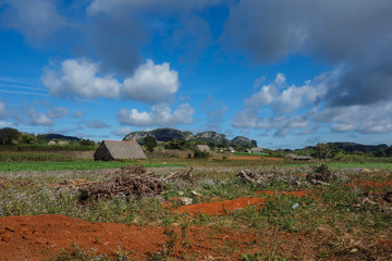 View of Cuban landscape in Vinales Valley National Park with tobacco farms, fields, plantations, hills, cows, beautiful Cuban nature and tropical vegetation. Vinales valley, Cuba