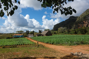 View of Cuban landscape in Vinales Valley National Park with tobacco farms, fields, plantations, hills, cows, beautiful Cuban nature and tropical vegetation. Vinales valley, Cuba