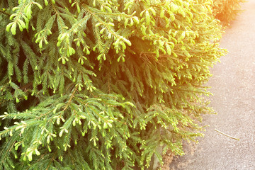 Close-up of fir trees with young green shoots