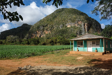 View of Cuban landscape in Vinales Valley National Park with tobacco farms, fields, plantations, hills, cows, beautiful Cuban nature and tropical vegetation. Vinales valley, Cuba