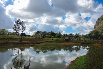View of Cuban landscape in Vinales Valley National Park with tobacco farms, fields, plantations, hills, cows, beautiful Cuban nature and tropical vegetation. Vinales valley, Cuba