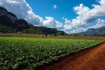 Tobacco plantation in the famous tourist destination and UNESCO Heritage Vinales valley, Pinar Del Rio, Cuba