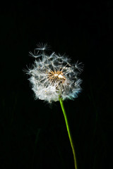 Close up of a Dandelion seed head with a black background