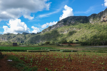 Tobacco plantation in the famous tourist destination and UNESCO Heritage Vinales valley, Pinar Del Rio, Cuba