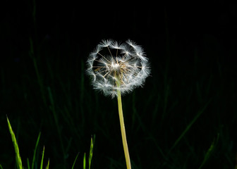 Dandelion seed head with a black background and blades of grass