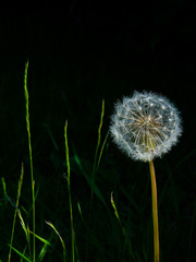 A Dandelion seed head with a black background and blades of grass