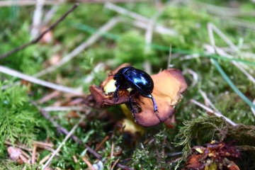 Mistkäfer an einem Pilz