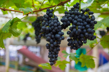 Large bunch of red wine grapes hang from a vine with green leaves. Nature background . Wine concept.