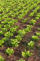 lettuce field