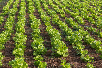 Fototapeta na wymiar lettuce field