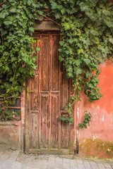 vines and old door