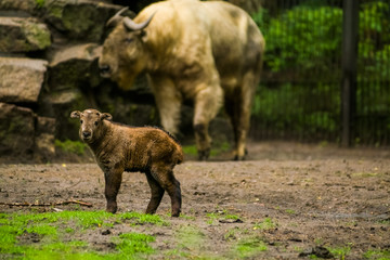 16.05.2019. Berlin, Germany. Zoo Tiagarden. The small child of a buffalo walks across the territory near family. Baby.