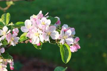 Closeup of pink and white apple blossoms in the spring; dark green bokeh background.