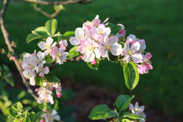Closeup of pink apple blossoms in spring with dark green background.