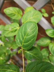 leaves on white background