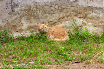 Portrait of a curious cat Scottish Straight isolated on natural background