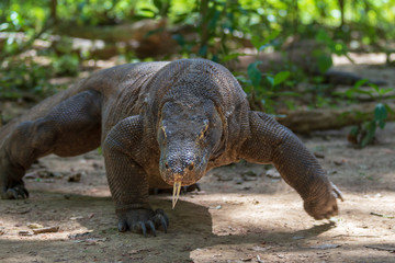 Obraz premium Indonesia