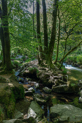 The ancient woodlands of Draynes wood, alongside the River Fowey at Golitha Falls