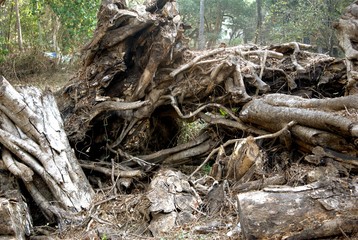 Wood Pile