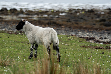 Isle of Skye Schottland / Schafe