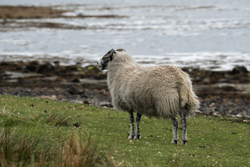 Isle of Skye Schottland / Schafe
