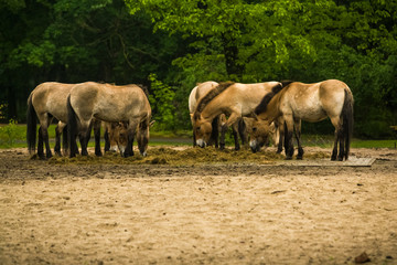 Obraz na płótnie Canvas 16.05.2019. Berlin, Germany. In the zoo Tiagarden the family of thoroughbred Przewalskis horse walks. Eat a grass.