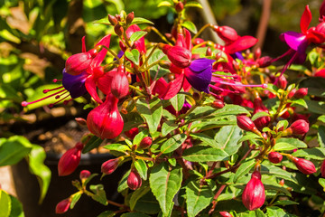 Fuchsia flowers growing in a garden in north east Italy