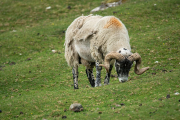 Isle of Skye Schottland / Schafe