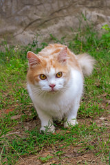 Portrait of a curious cat Scottish Straight isolated on natural background