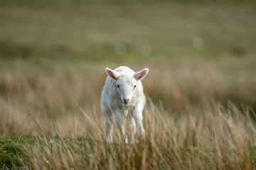 Isle of Skye Schottland / Schafe