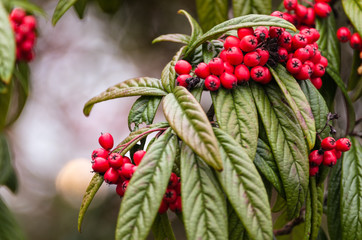 Red winter berries with blurred background