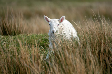 Isle of Skye Schottland / Schafe
