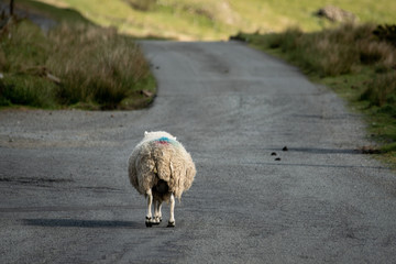 Isle of Skye Schottland / Schafe