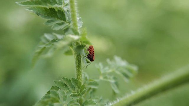 punaise arlequin