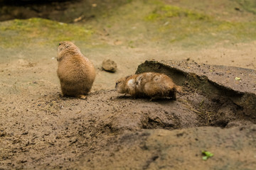 Obraz premium 16.05.2019. Berlin, Germany. Zoo Tiagarden. Wild and red rodents of babak dig sand in search of food.
