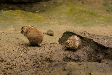 16.05.2019. Berlin, Germany. Zoo Tiagarden. Wild and red rodents of babak dig sand in search of food.