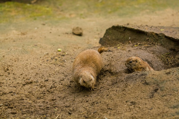 16.05.2019. Berlin, Germany. Zoo Tiagarden. Wild and red rodents of babak dig sand in search of food.