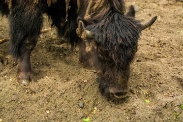 Fototapeta premium 16.05.2019. Berlin, Germany. Zoo Tiagarden. Big buffalos walk across the territory after heavy rain.