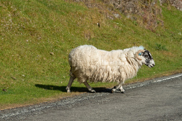 Isle of Skye Schottland / Schafe