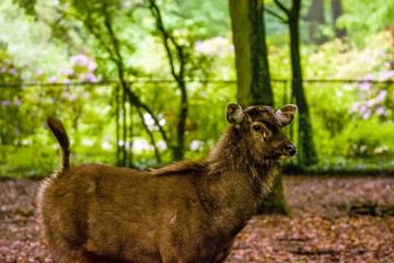 16.05.2019. Berlin, Germany. Zoo Tiagarden. Wild and little deer walk across the territory among greens.
