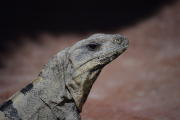 Iguana Mexicana