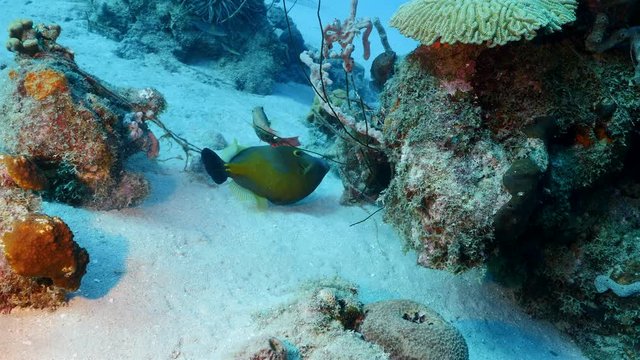 Seascape in coral reef of Caribbean Sea around Curacao with filefish