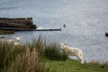 Isle of Skye Schottland / Schafe