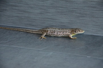 gekko, gad, zwierzak, charakter, dzika natura, izolowany, gecko, ogon, biała, zieleń, braun, makro, bliska, dzika, drobny, augen, podziałka, mur, zwierzak, częsty, bliska, dragon, gad © Szymon