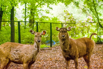 16.05.2019. Berlin, Germany. Zoo Tiagarden. Wild and little deer walk across the territory among...