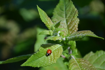 zieleń, feuille, roślin, feuille, charakter, drzew, jary, jardin, lato, busz, kwiat, liści, narosl, flora, ziele, galąz, swiezy, roślin, jedzenie, naturalny, bory, detail