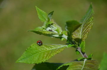 zieleń, feuille, roślin, feuille, charakter, drzew, jary, jardin, lato, busz, kwiat, liści, narosl, flora, ziele, galąz, swiezy, roślin, jedzenie, naturalny, bory, detail © Szymon