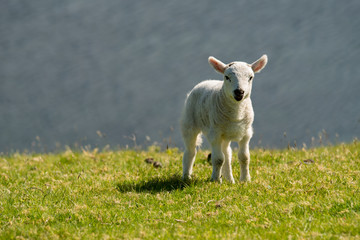 Obraz premium Isle of Skye Schottland / Schafe