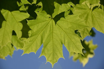 feuille, klon, jesienią, izolowany, charakter, drzew, opad, zieleń, roślin, pora roku, biała, feuille, zółty, liści, botanika, czerwień, barwa, dopełnienie, makro, pomarańcz, żył, beuty, jednorazowy, 