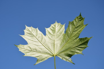 feuille, klon, charakter, izolowany, drzew, zieleń, jesienią, roślin, pora roku, opad, liści, biała, feuille, botanika, jary, lato, makro, barwa, zółty, żył, jednorazowy, beuty, kanada, dąb, dopełnien